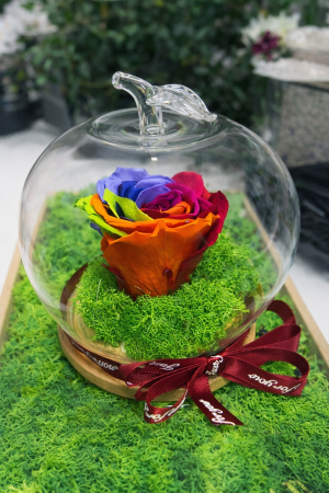 Вечна многоцветна роза