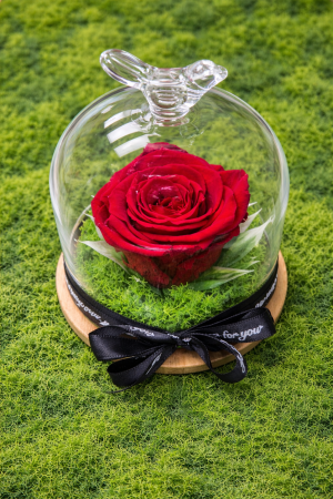 Вечна червена роза