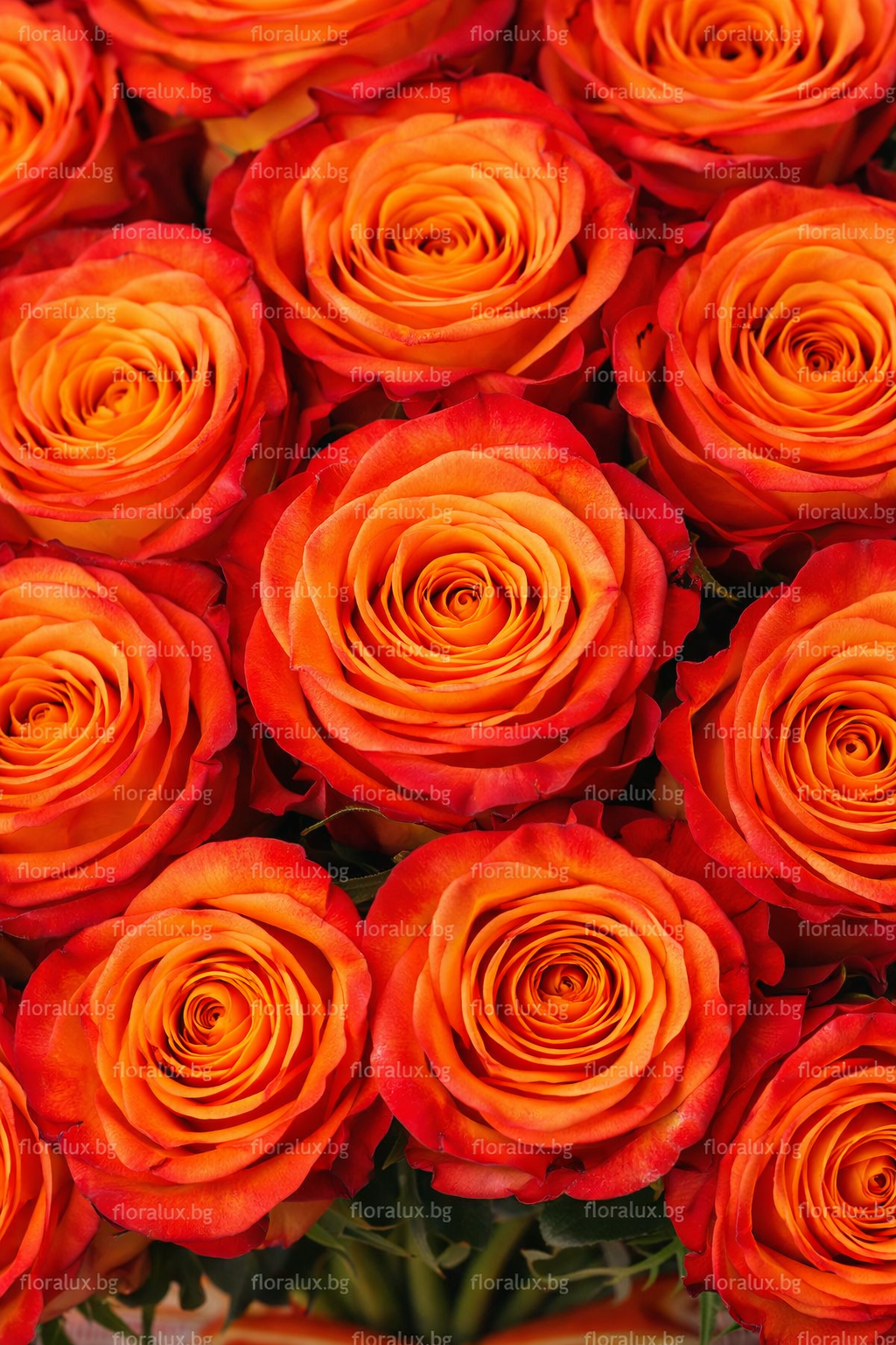 31 Рози Каталония“ – Огнена елегантност - Image 3